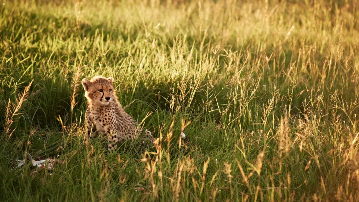 Baby Cheetah Serengeti