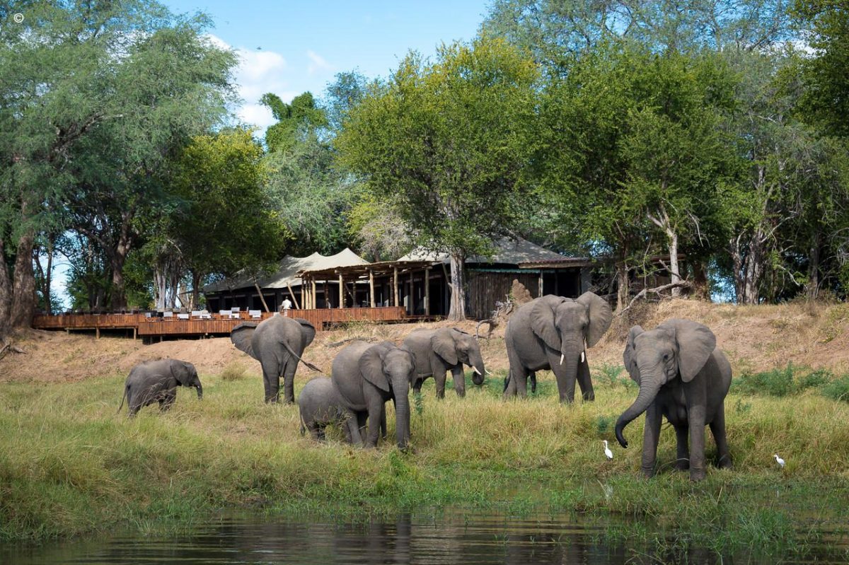 ruckomechi-elephants-zimbabwe