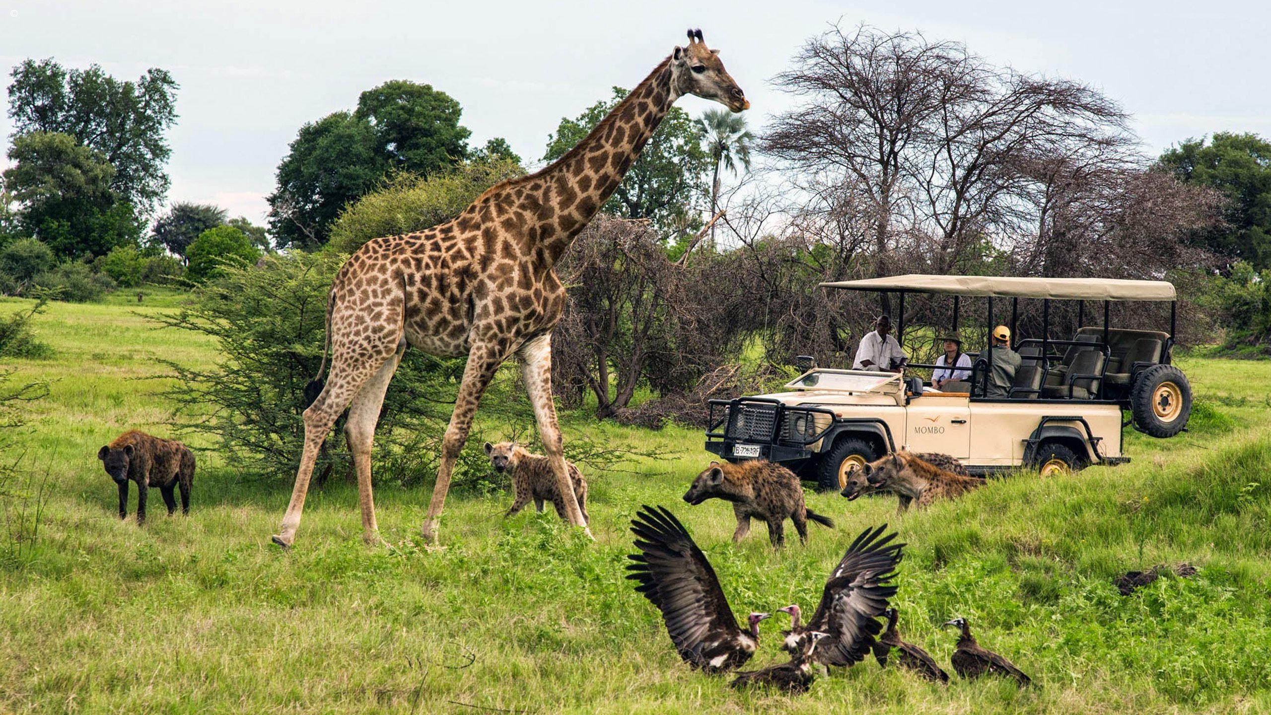 When is the best time to visit Botswana?  Jacada Travel