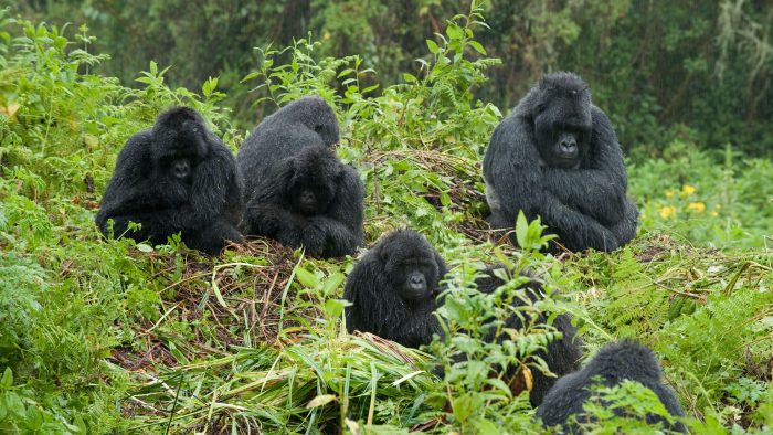 gorilla-family-bwindi-forest-uganda