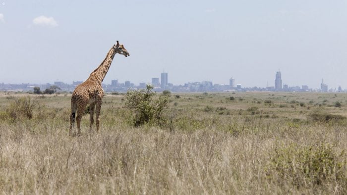 nairobi-national-park-giraffe.jpg