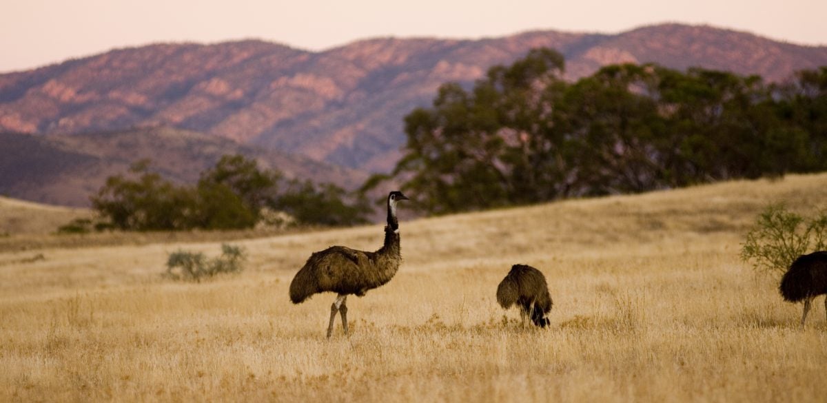 Arkaba landscape, the Outback, Australia