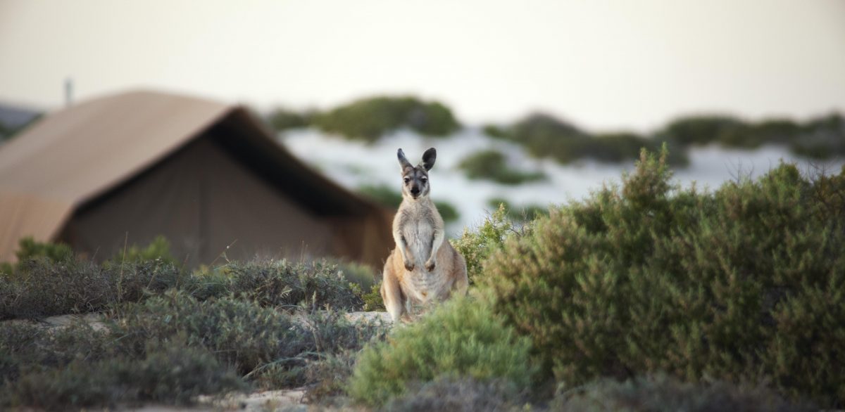 kangaroo in sal salis