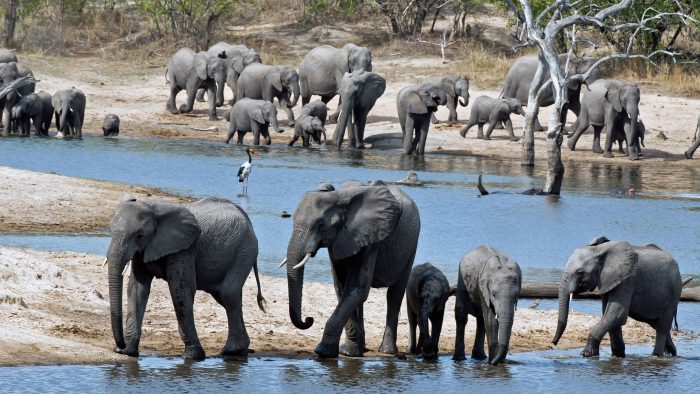 splash_south_africa_elephant_herd_drinking_ulusaba