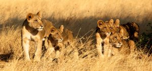 Lion cubs and lionesses