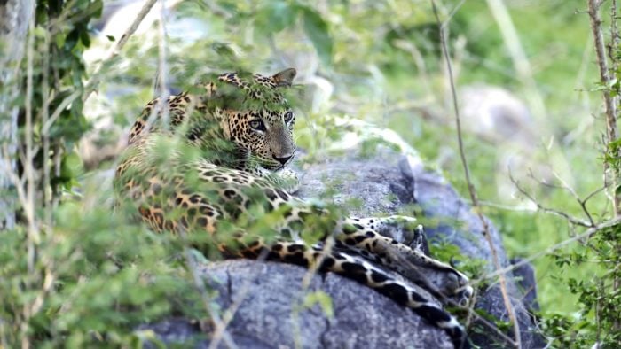 leopard-sri-lanka