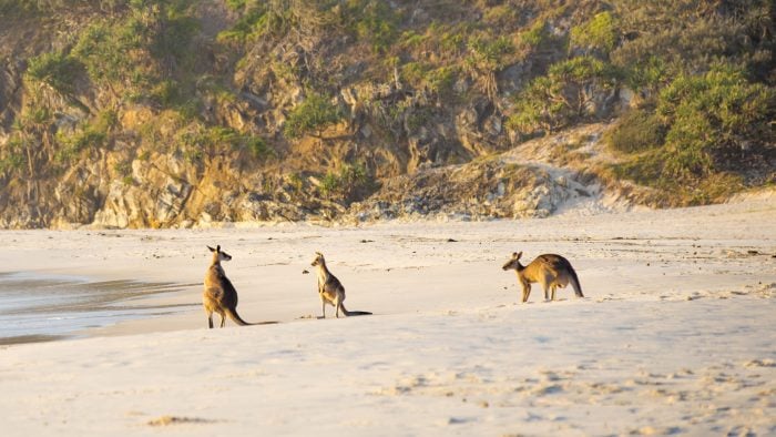 stradbroke-island-kangaroos-australia