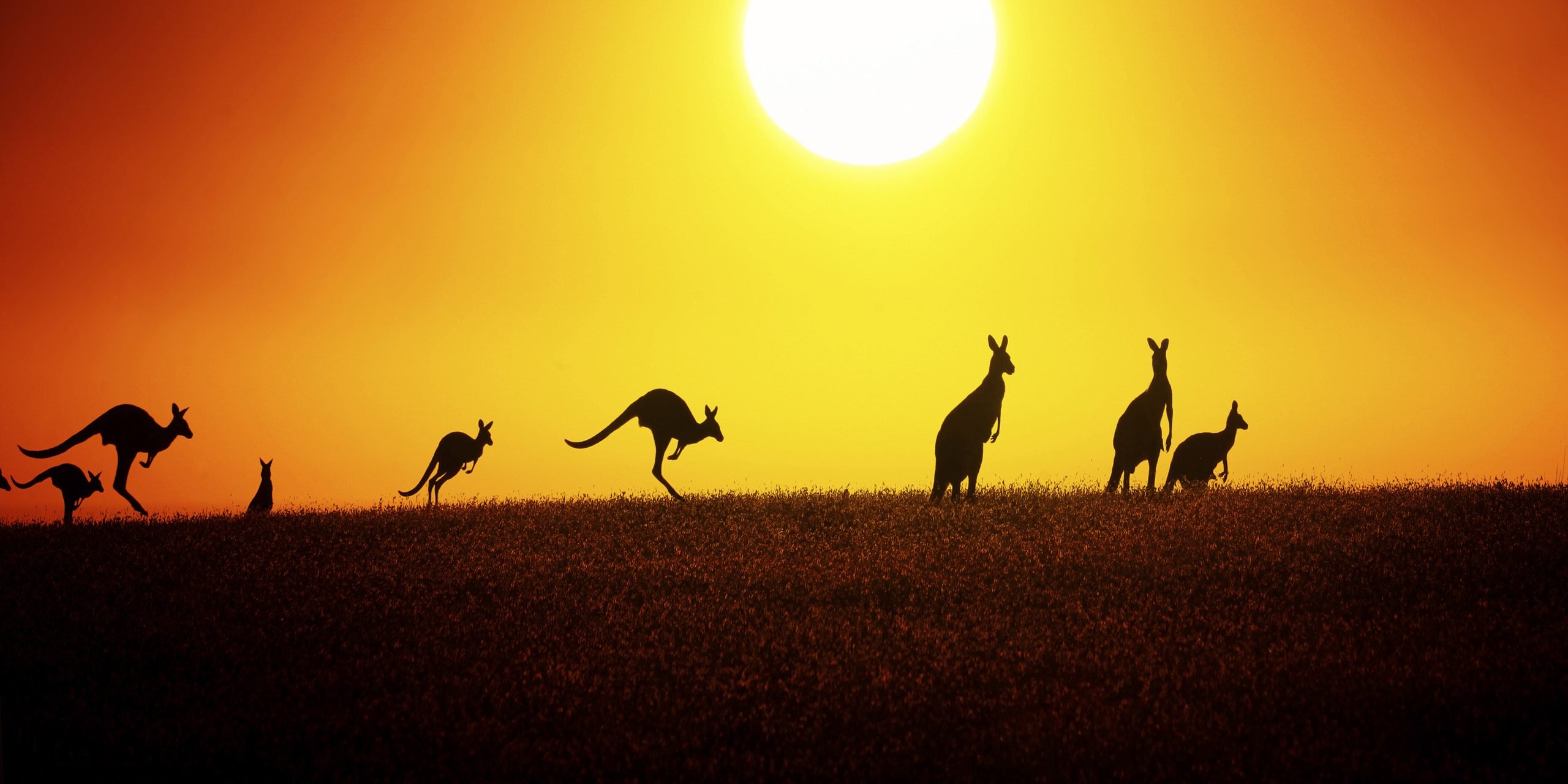 safari experience australia