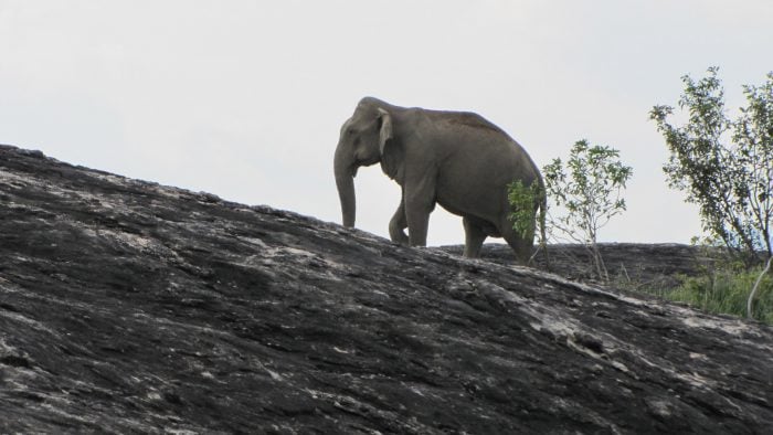 elephant-gal-oya-lodge-sri-lanka