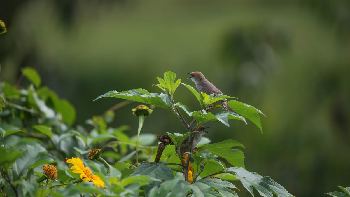 mahogany-springs-birdwatching