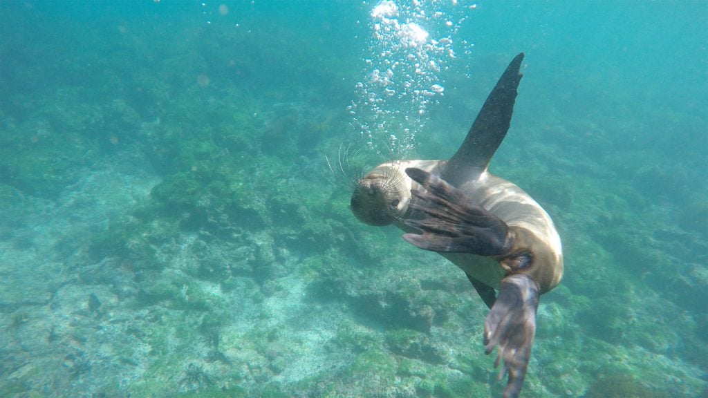 Galapagos sea lion, Lily Bunker.