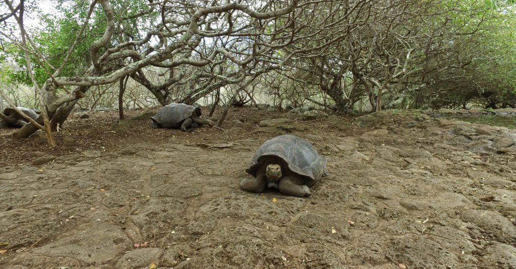 Giant tortoise, Galapagos, Lily Bunker.