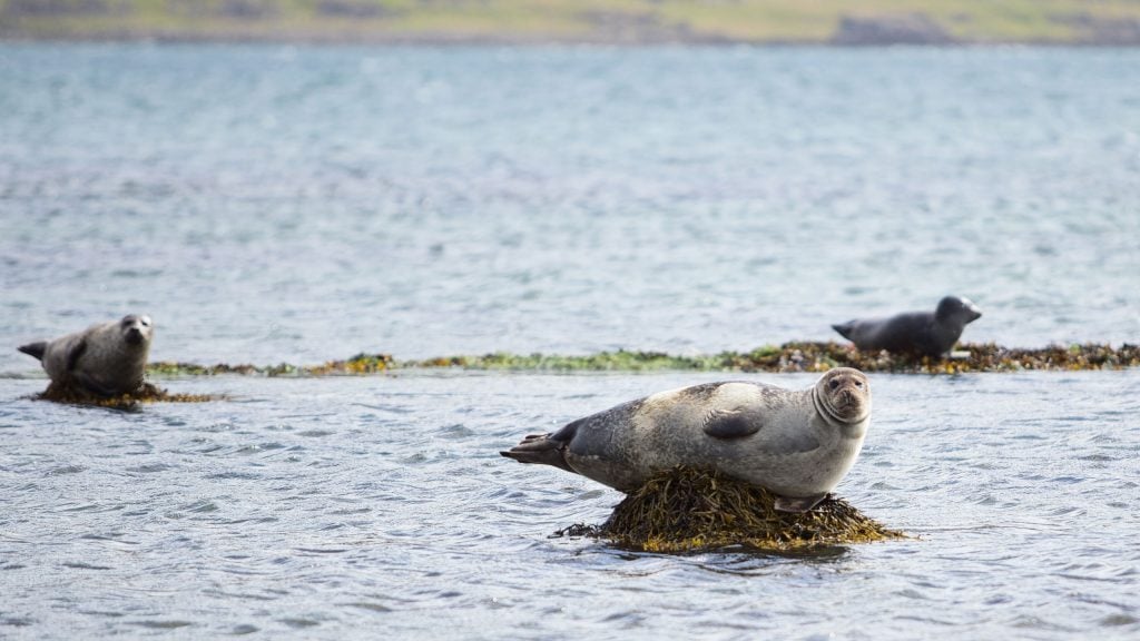Seals,-Westfords,-Iceland