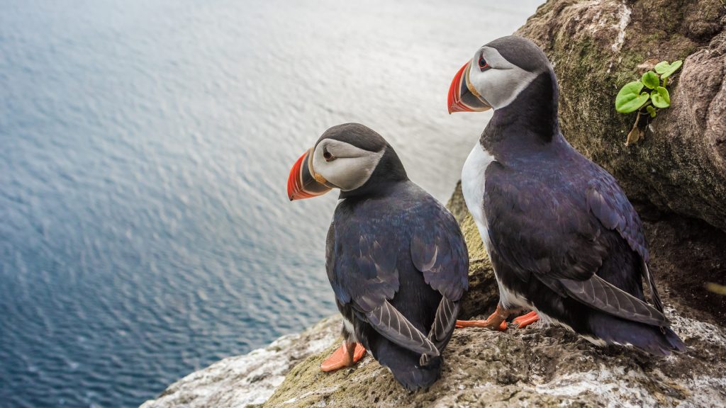 Puffin couple in front of their burrow on the Latrabjarg cliffs, West Fjords, Iceland