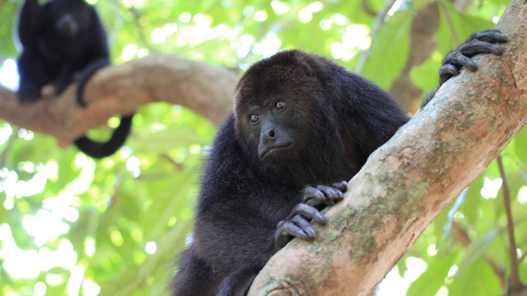 Black howler monkey, Belize. 
