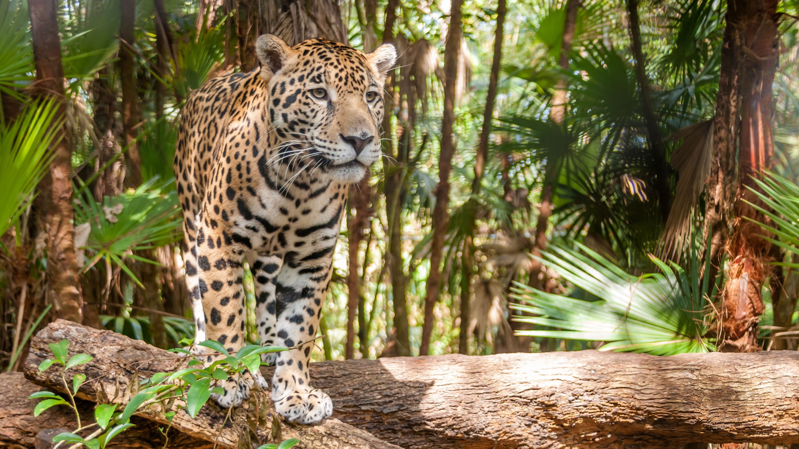 jaguar tour belize