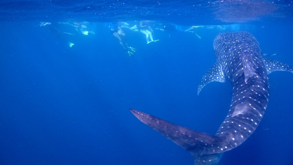whale-shark-ningaloo-reef