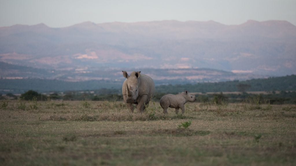 rhinos-solio-private-reserve