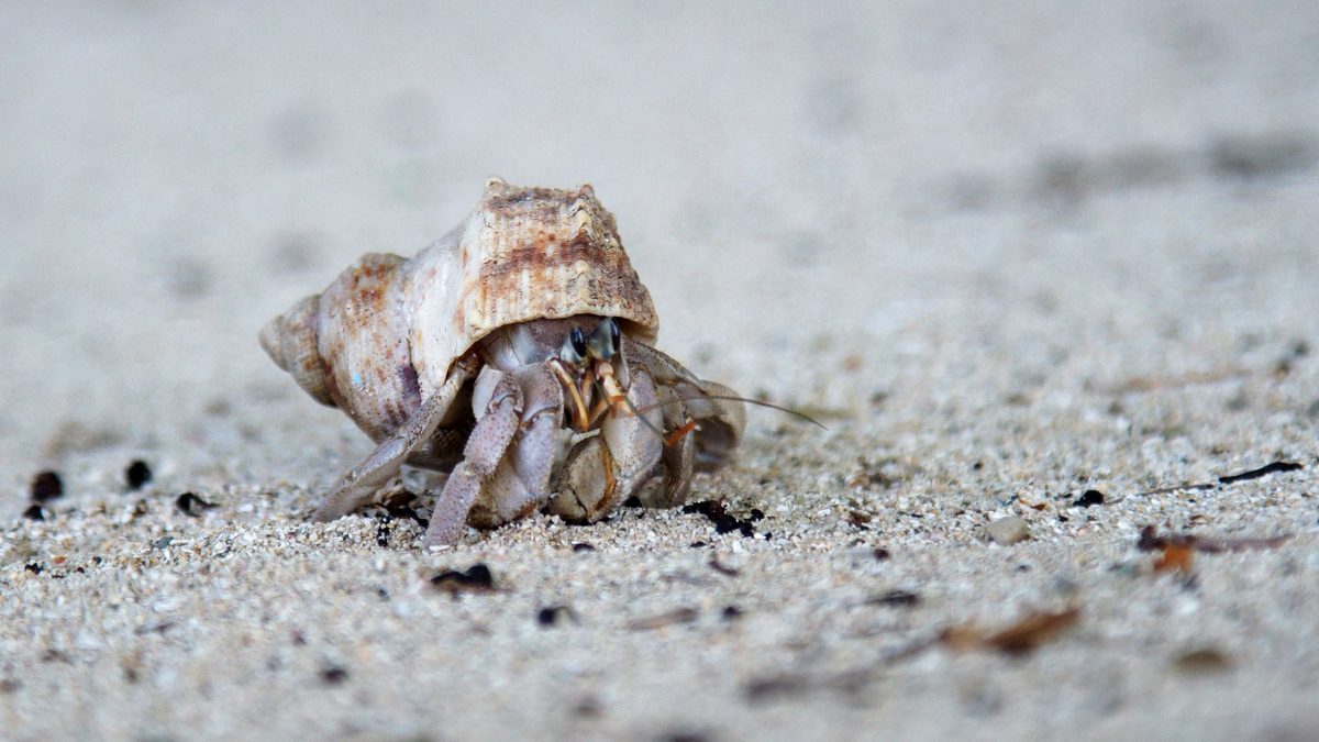 yasawa-island-hermit-crab
