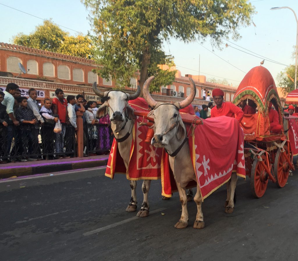 cows-festival-jaipur