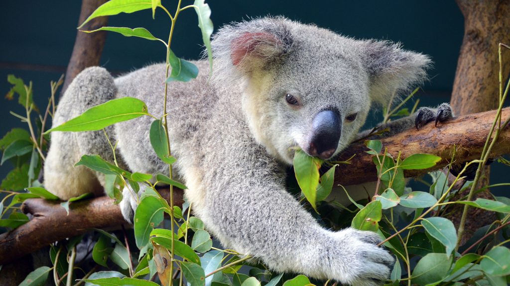 australia zoo koala