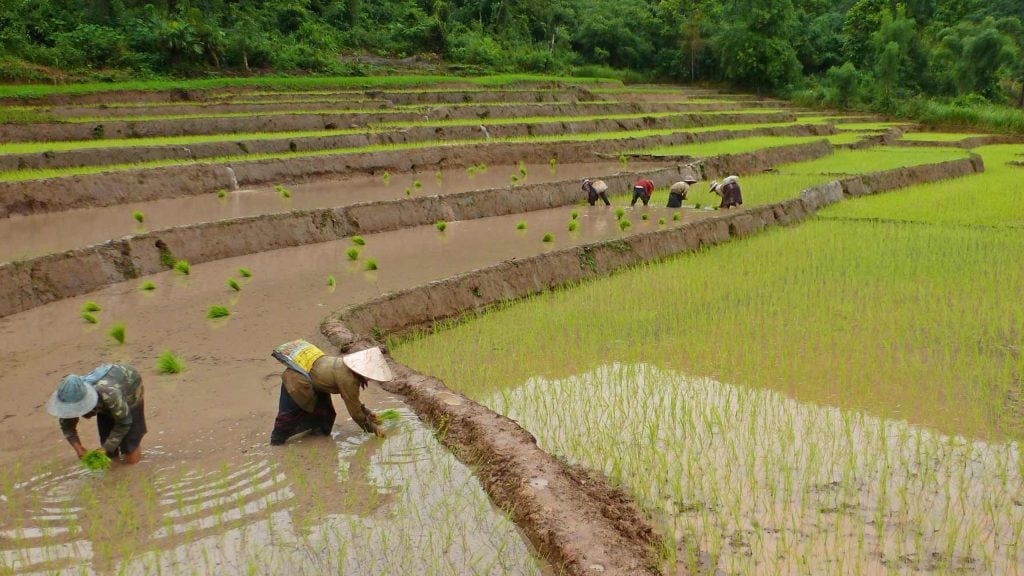 mung-la-rice-fields