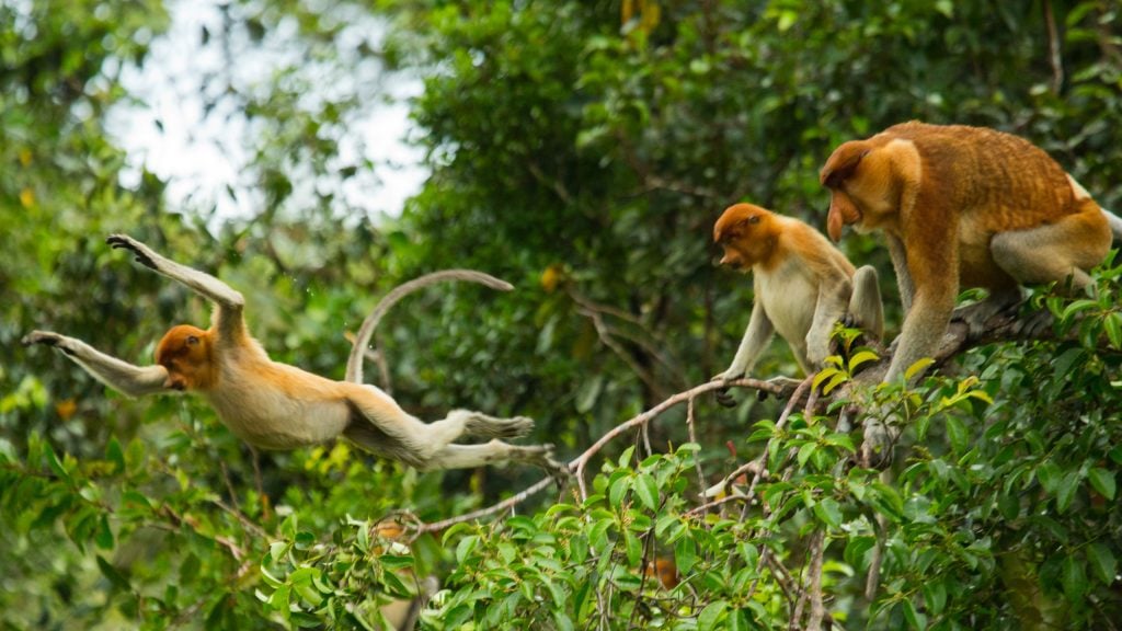 Proboscis monkeys. 