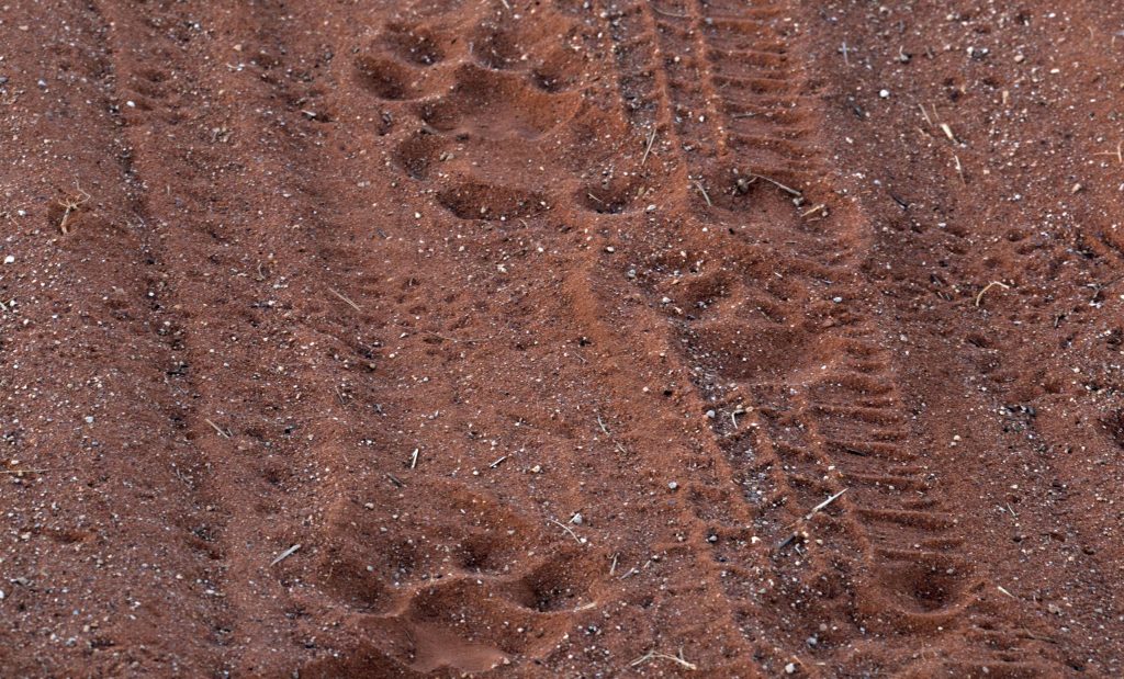 Lion tracks.