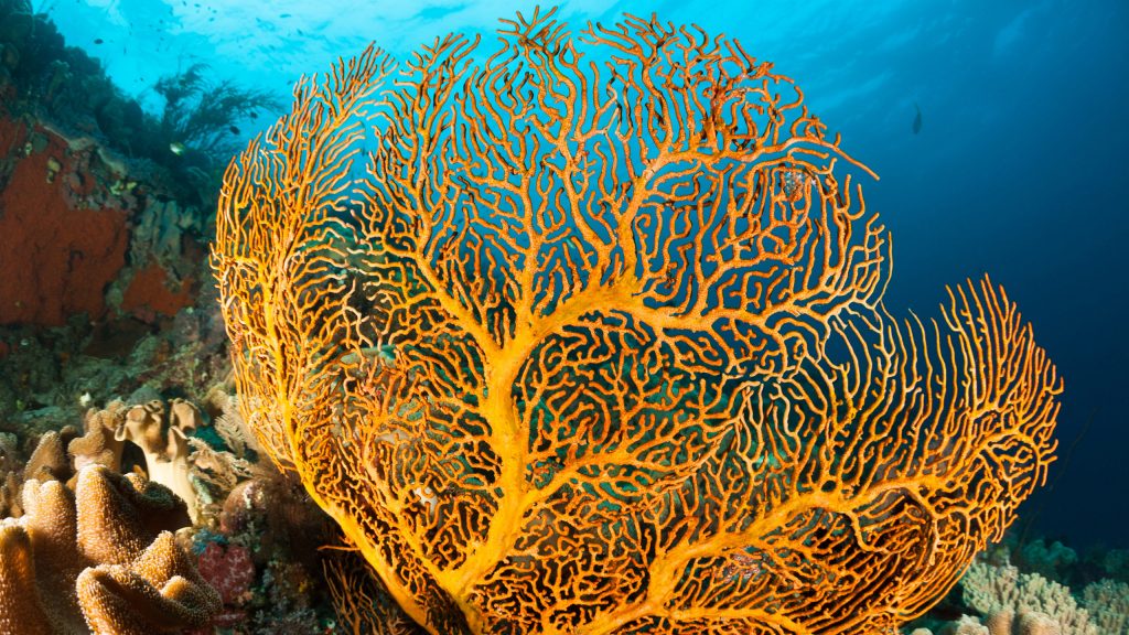 raja-amput-coral