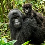A mother gorilla and her baby in Virunga National Park