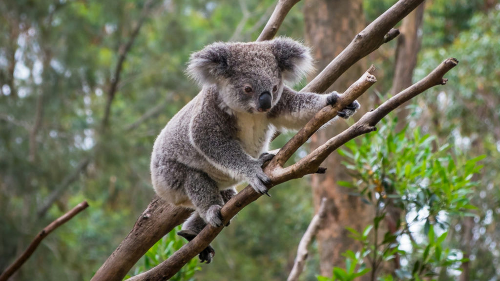 A cute koala in a tree