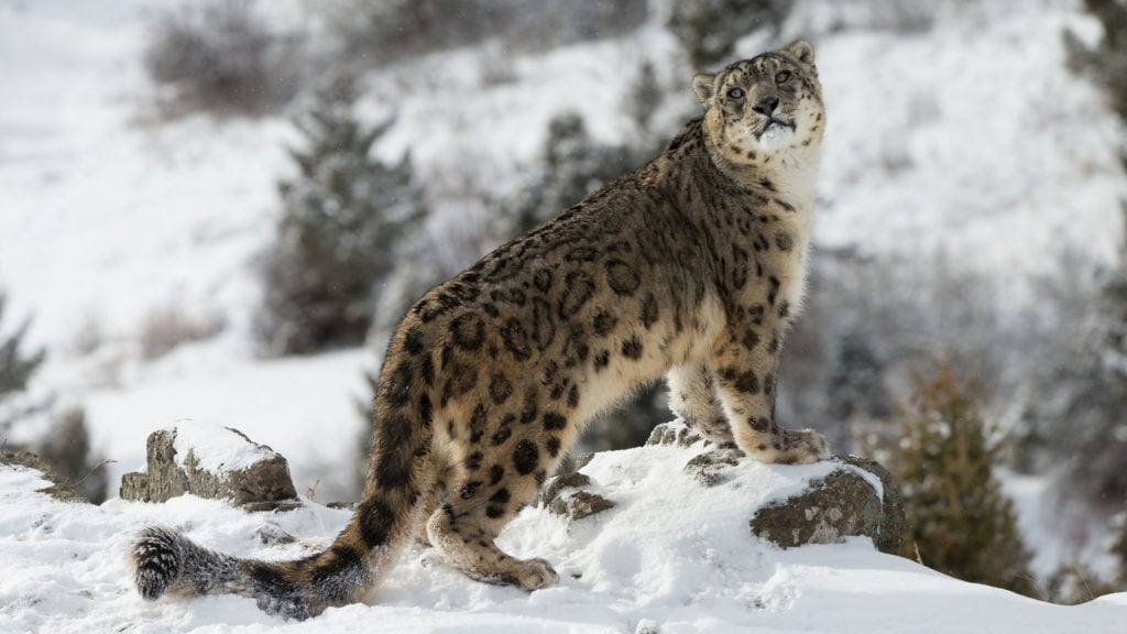 snow-leopard-ladakh-india