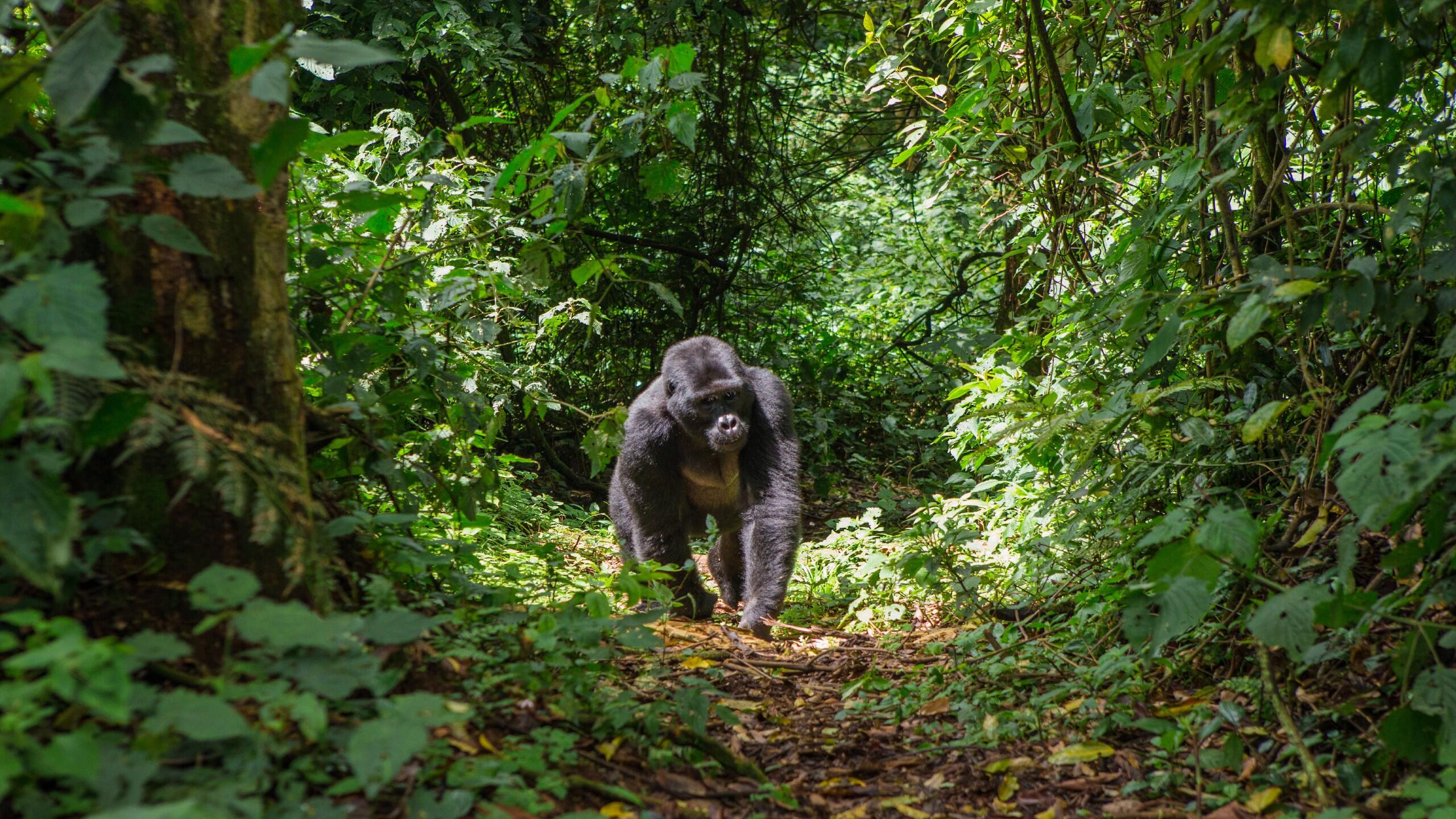 В какой природной зоне обитают обезьяны. Национальный парк Бвинди Уганда. Национальный парк Бвинди растения. Лес Бвинди. Горилла Бвинди.