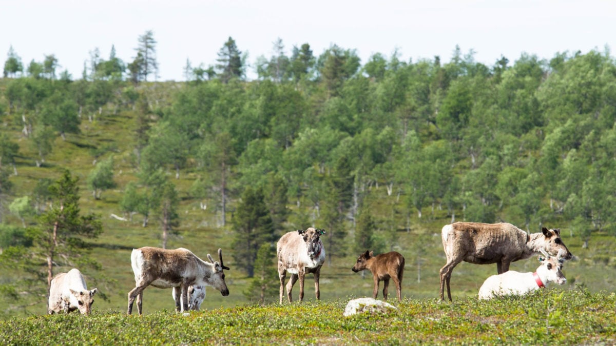javri-lodge-reindeer