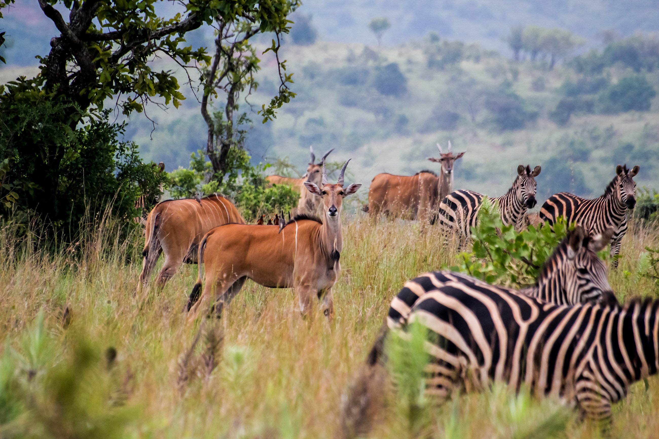 Какие в редколесьях животные. Национальный парк Акагера Руанда. Руанда фауна. Фауна саванны Африки. Танзания Кагера.