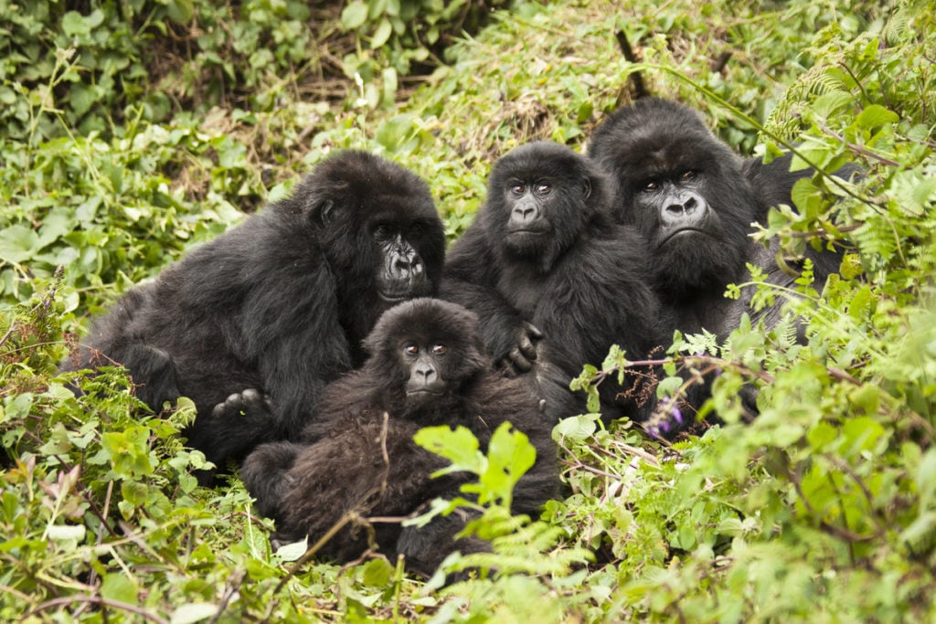 Family of mountain gorillas