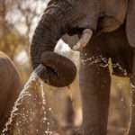 An elephant's trunk sprays water as it drinks from a waterhole in the Madikwe Game Reserve, South Africa