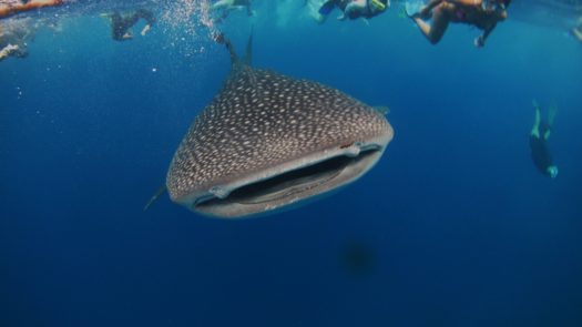 Maldives, underwater