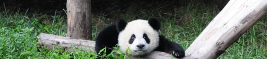 panda-chengdu-china