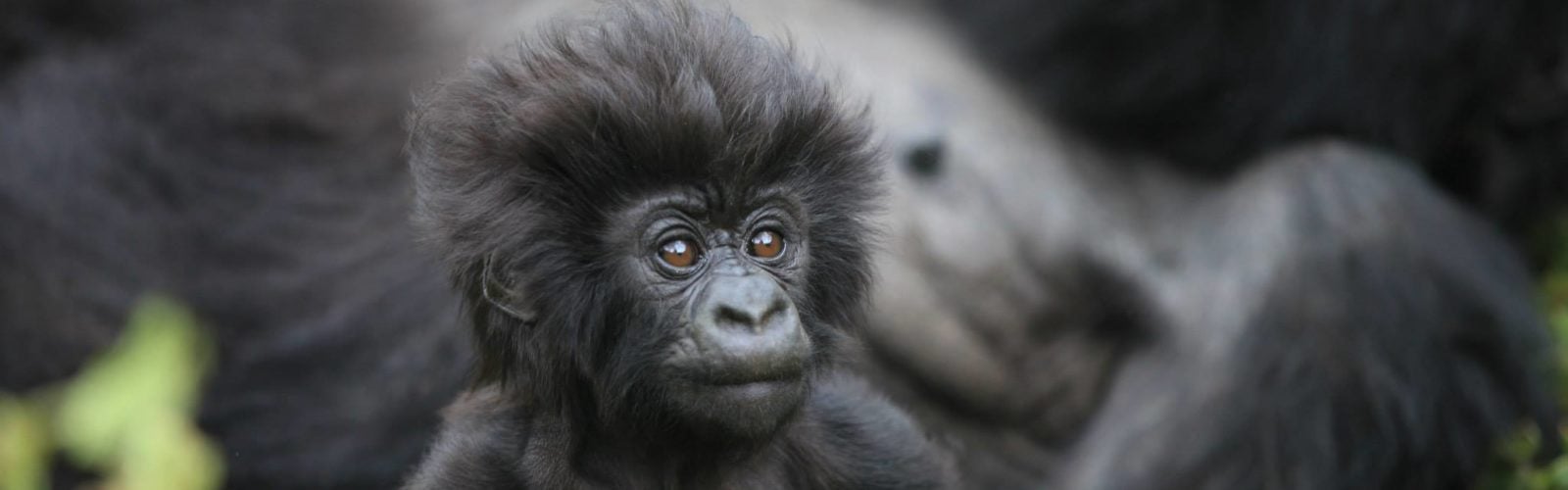 baby-gorilla-volcanoes-national-park-rwanda