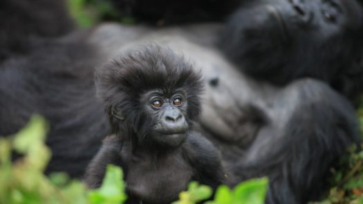 baby-gorilla-volcanoes-national-park-rwanda