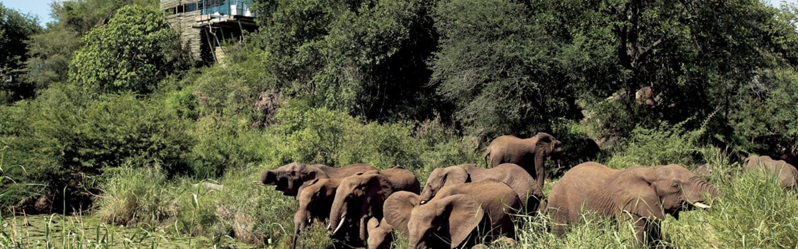 Lebombo Lodge Elephants