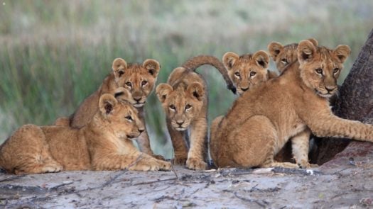 duba-plains-lion-cubs