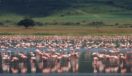 Flamingo Ngorongoro