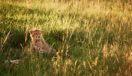 Baby Cheetah Serengeti