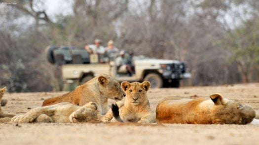 lion-cubs-drive