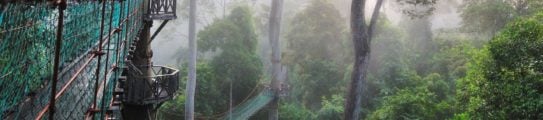 Canopy walkway, Borneo Rainforest Lodge, Danum Valley