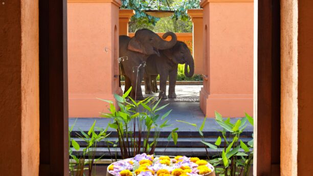Elephants at the resort entrance, Anantara Golden Triangle, Chiang Rai, Thailand