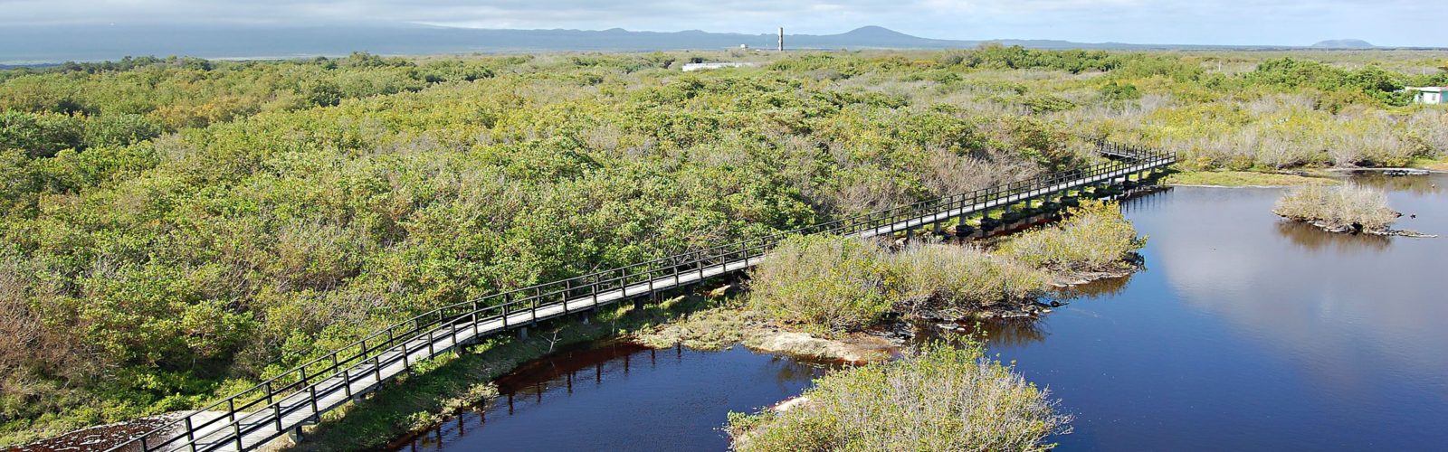 iguana-crossing-isabela-galapagos-islands