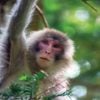 Monkey, Sandakan, Borneo